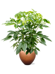 Schefflera actinophylla 'Amate' in Baq Metallic Silver leaf Office Plant With Pot 156cm Height 33cm Dia