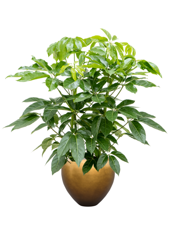 Schefflera actinophylla 'Amate' in Baq Metallic Silver leaf Office Plant With Pot 156cm Height 33cm Dia