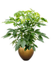 Schefflera actinophylla 'Amate' in Baq Metallic Silver leaf Office Plant With Pot 156cm Height 33cm Dia