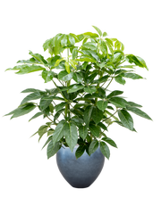 Schefflera actinophylla 'Amate' in Baq Metallic Silver leaf Office Plant With Pot 156cm Height 33cm Dia