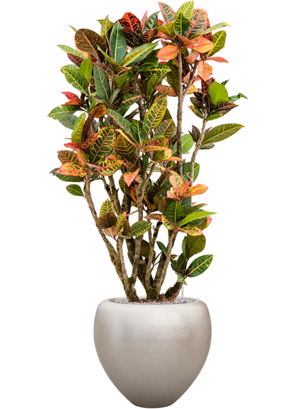 Croton variegatum 'Petra' in Baq Metallic Silver leaf Office Plant With Pot 162cm Height 33cm Dia