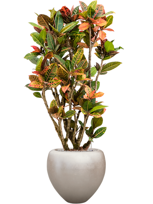 Croton variegatum 'Petra' in Baq Metallic Silver leaf Office Plant With Pot 162cm Height 33cm Dia