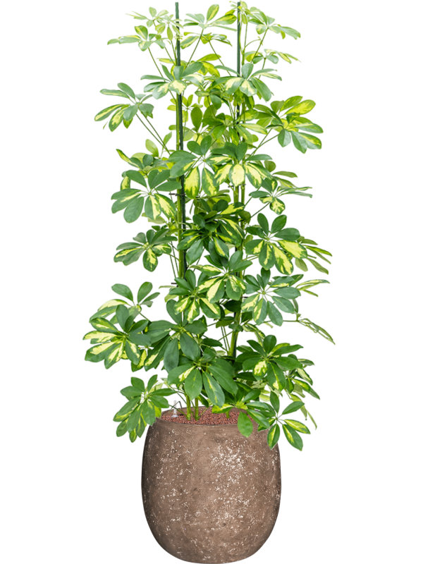 Schefflera 'Gold Capella' in Baq Polystone Coated Plain Office Plant With Pot 150cm Height 27cm Dia