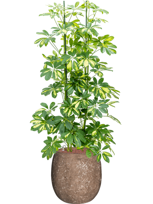 Schefflera 'Gold Capella' in Baq Polystone Coated Plain Office Plant With Pot 150cm Height 27cm Dia