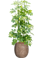 Schefflera 'Gold Capella' in Baq Polystone Coated Plain Office Plant With Pot 150cm Height 27cm Dia