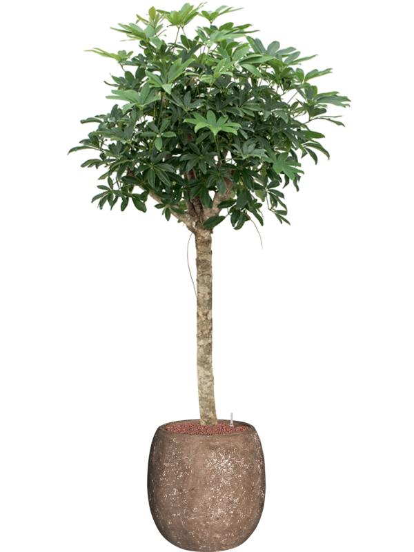 Schefflera 'Compacta' in Baq Polystone Coated Plain Office Plant With Pot 176cm Height 27cm Dia