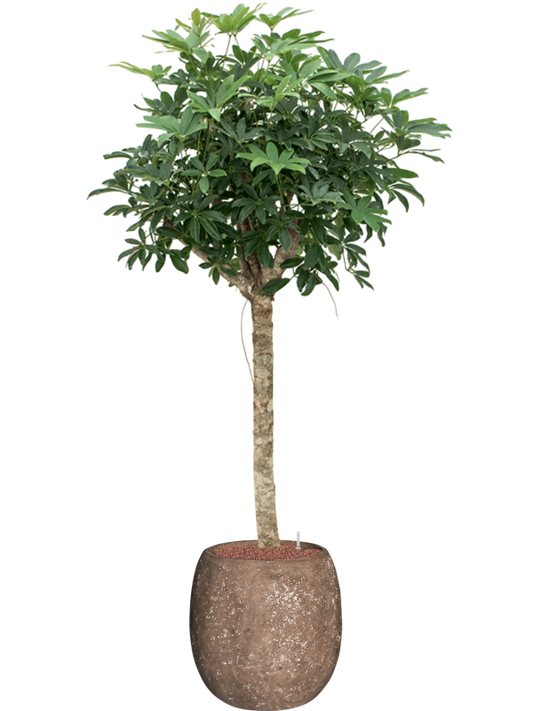 Schefflera 'Compacta' in Baq Polystone Coated Plain Office Plant With Pot 176cm Height 27cm Dia