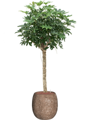 Schefflera 'Compacta' in Baq Polystone Coated Plain Office Plant With Pot 176cm Height 27cm Dia