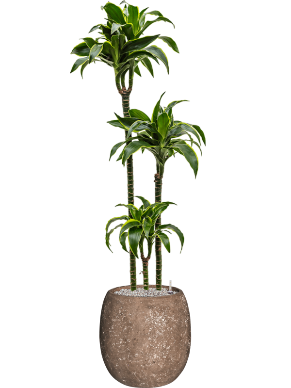 Dracaena fragrans 'Dorado' in Baq Polystone Coated Plain Office Plant With Pot 158cm Height 27cm Dia