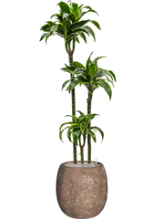 Dracaena fragrans 'Dorado' in Baq Polystone Coated Plain Office Plant With Pot 158cm Height 27cm Dia