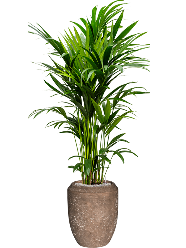 Kentia (Howea) forsteriana in Baq Polystone Coated Plain Office Plant With Pot 201cm Height 30cm Dia