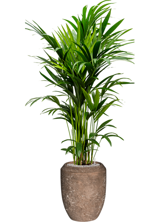 Kentia (Howea) forsteriana in Baq Polystone Coated Plain Office Plant With Pot 201cm Height 30cm Dia