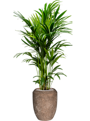 Kentia (Howea) forsteriana in Baq Polystone Coated Plain Office Plant With Pot 201cm Height 30cm Dia