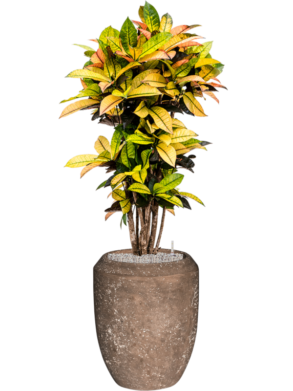 Croton variegatum 'Mrs. Iceton' in Baq Polystone Coated Plai Office Plant With Pot 151cm Height 30cm Dia