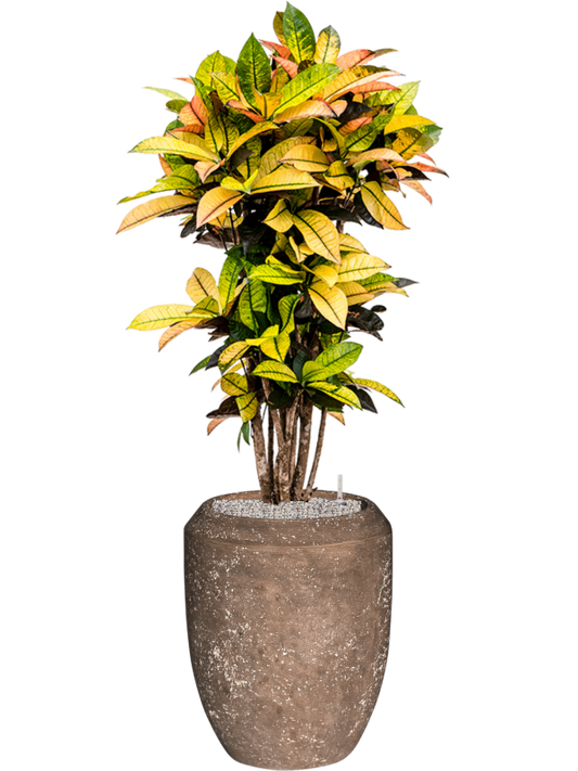 Croton variegatum 'Mrs. Iceton' in Baq Polystone Coated Plai Office Plant With Pot 151cm Height 30cm Dia