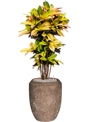 Croton variegatum 'Mrs. Iceton' in Baq Polystone Coated Plai Office Plant With Pot 151cm Height 30cm Dia