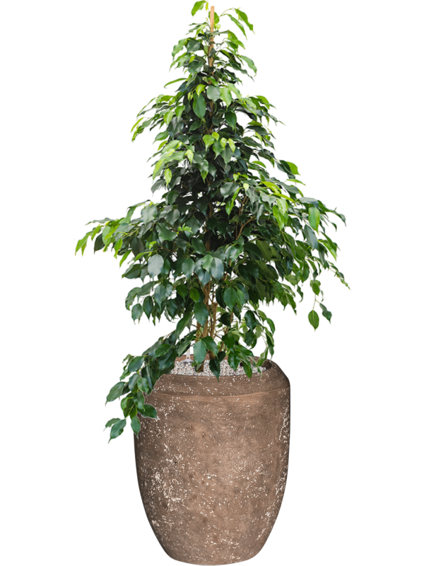 Ficus benjamina 'Danielle' in Baq Polystone Coated Plain Office Plant With Pot 146cm Height 30cm Dia