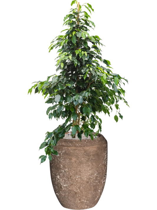 Ficus benjamina 'Danielle' in Baq Polystone Coated Plain Office Plant With Pot 146cm Height 30cm Dia