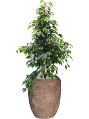 Ficus benjamina 'Danielle' in Baq Polystone Coated Plain Office Plant With Pot 146cm Height 30cm Dia