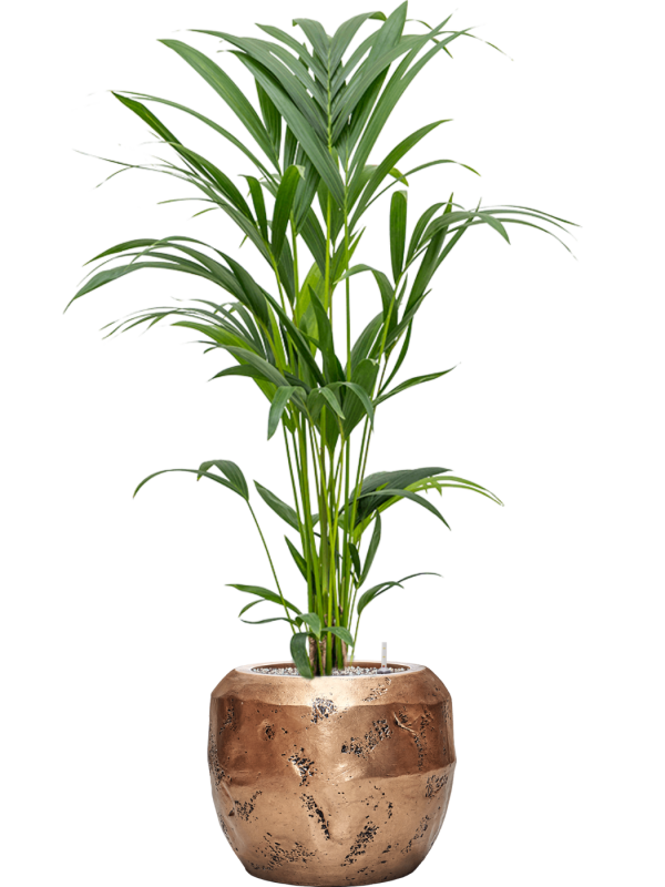 Kentia (Howea) forsteriana in Baq Opus Raw Office Plant With Pot 118cm Height 22.7cm Dia