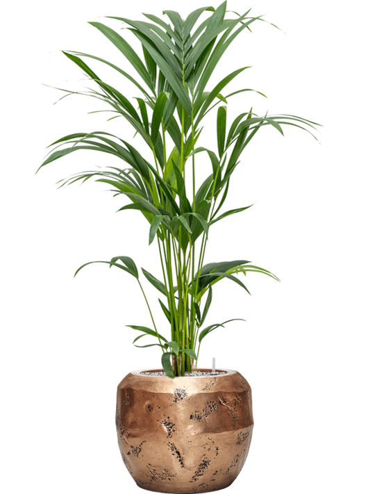 Kentia (Howea) forsteriana in Baq Opus Raw Office Plant With Pot 118cm Height 22.7cm Dia