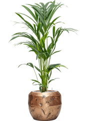 Kentia (Howea) forsteriana in Baq Opus Raw Office Plant With Pot 118cm Height 22.7cm Dia