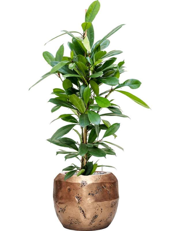 Ficus cyathistipula in Baq Opus Raw Office Plant With Pot 114cm Height 22.7cm Dia