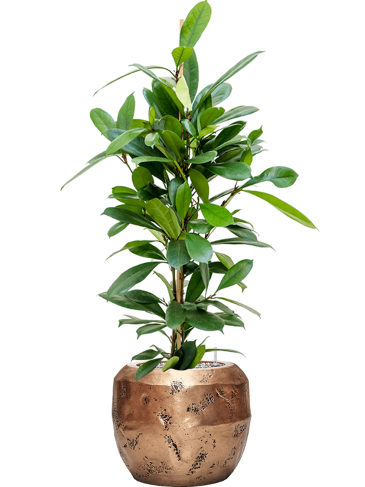 Ficus cyathistipula in Baq Opus Raw Office Plant With Pot 114cm Height 22.7cm Dia