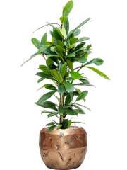 Ficus cyathistipula in Baq Opus Raw Office Plant With Pot 114cm Height 22.7cm Dia