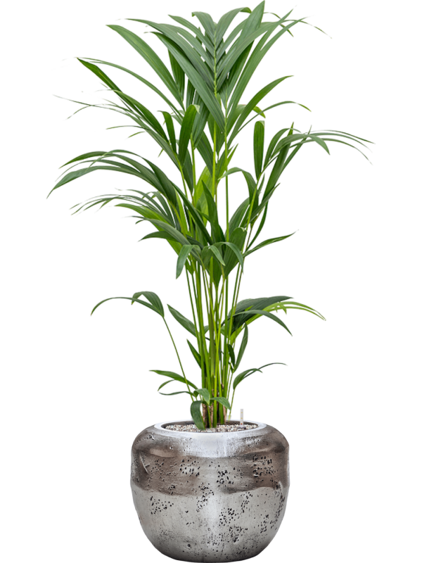 Kentia (Howea) forsteriana in Baq Opus Raw Office Plant With Pot 117cm Height cm Dia