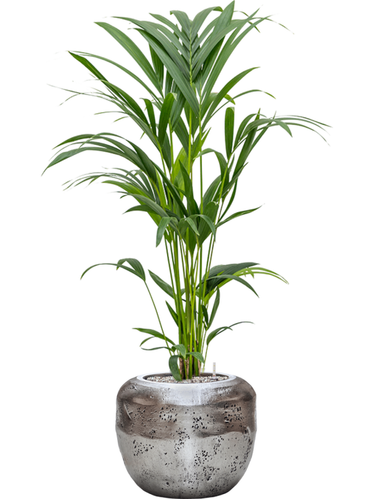 Kentia (Howea) forsteriana in Baq Opus Raw Office Plant With Pot 117cm Height cm Dia