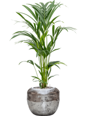 Kentia (Howea) forsteriana in Baq Opus Raw Office Plant With Pot 117cm Height cm Dia