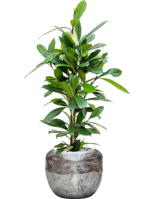 Ficus cyathistipula in Baq Opus Raw Office Plant With Pot 114cm Height cm Dia