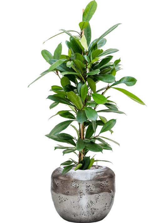 Ficus cyathistipula in Baq Opus Raw Office Plant With Pot 114cm Height cm Dia