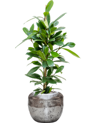 Ficus cyathistipula in Baq Opus Raw Office Plant With Pot 114cm Height cm Dia