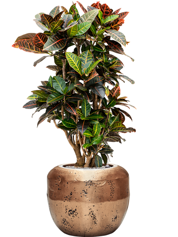 Croton (Codiaeum) variegatum 'Petra' in Baq Opus Raw Office Plant With Pot 127cm Height 31cm Dia