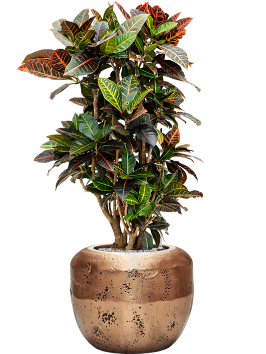 Croton (Codiaeum) variegatum 'Petra' in Baq Opus Raw Office Plant With Pot 127cm Height 31cm Dia