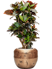 Croton (Codiaeum) variegatum 'Petra' in Baq Opus Raw Office Plant With Pot 127cm Height 31cm Dia