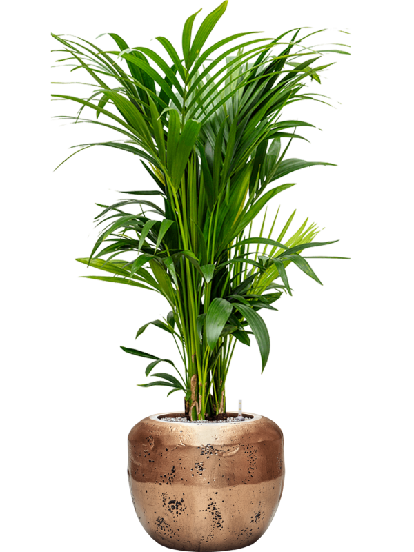 Kentia (Howea) forsteriana in Baq Opus Raw Office Plant With Pot 158cm Height 31cm Dia