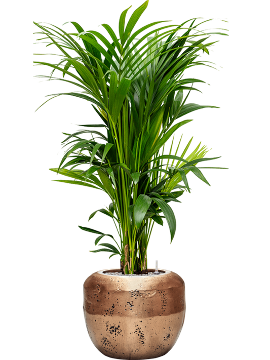 Kentia (Howea) forsteriana in Baq Opus Raw Office Plant With Pot 158cm Height 31cm Dia