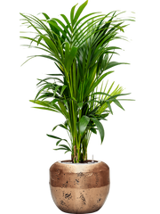 Kentia (Howea) forsteriana in Baq Opus Raw Office Plant With Pot 158cm Height 31cm Dia