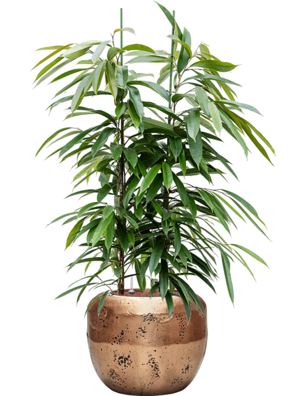 Ficus binnendijkii 'Amstel King' in Baq Opus Raw Office Plant With Pot 146cm Height 31cm Dia