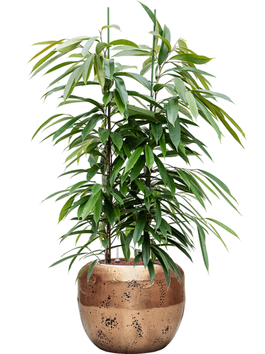 Ficus binnendijkii 'Amstel King' in Baq Opus Raw Office Plant With Pot 146cm Height 31cm Dia