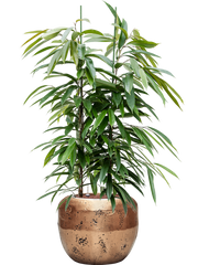 Ficus binnendijkii 'Amstel King' in Baq Opus Raw Office Plant With Pot 146cm Height 31cm Dia