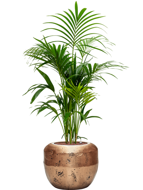 Kentia (Howea) forsteriana in Baq Opus Raw Office Plant With Pot 155cm Height 31cm Dia