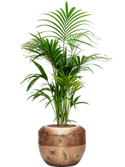 Kentia (Howea) forsteriana in Baq Opus Raw Office Plant With Pot 155cm Height 31cm Dia