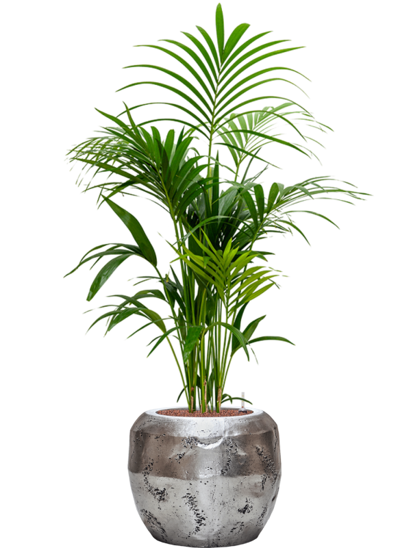 Kentia (Howea) forsteriana in Baq Opus Raw Office Plant With Pot 155cm Height 31cm Dia