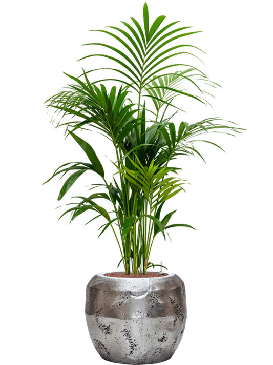 Kentia (Howea) forsteriana in Baq Opus Raw Office Plant With Pot 155cm Height 31cm Dia