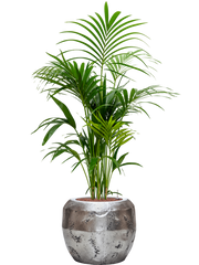 Kentia (Howea) forsteriana in Baq Opus Raw Office Plant With Pot 155cm Height 31cm Dia