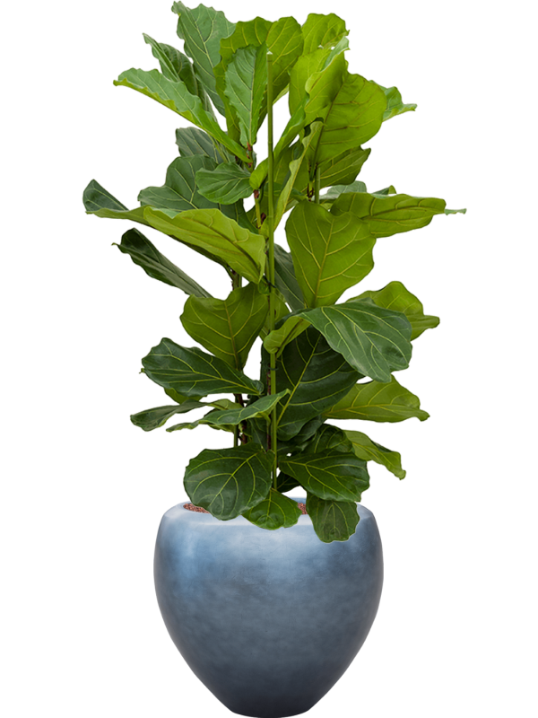 Ficus lyrata in Baq Metallic Silver leaf Office Plant With Pot 145cm Height 33cm Dia